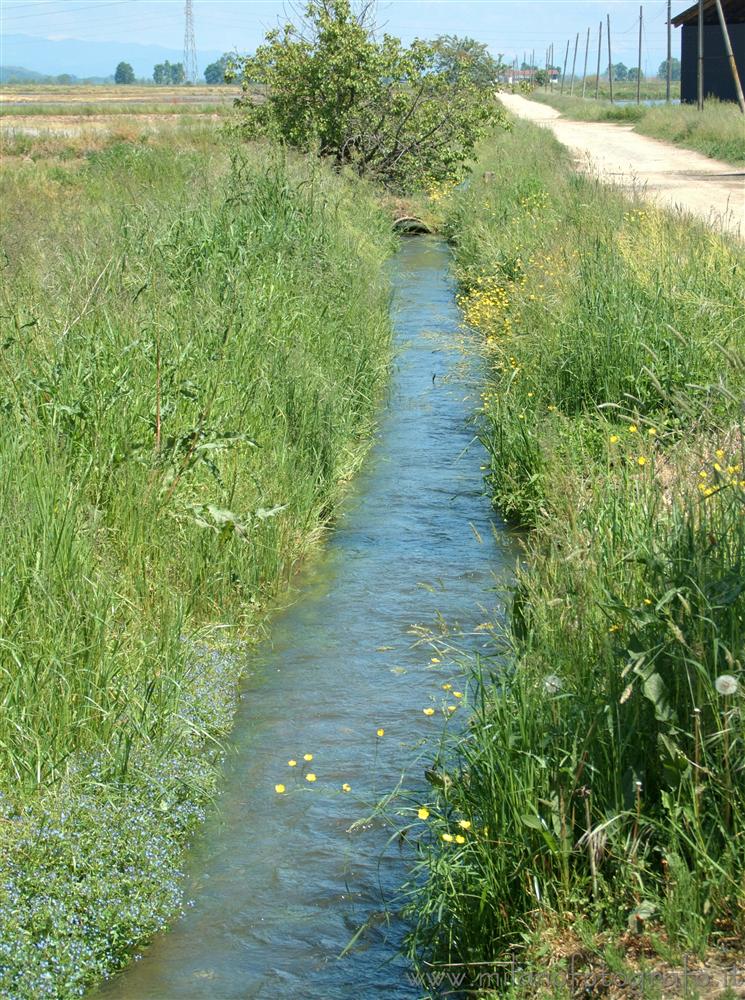 San Damiano fraction of Carisio (Vercelli, Italy) - Spring landscape